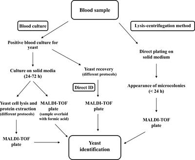 Recent Advances and Ongoing Challenges in the Diagnosis of Microbial Infections by MALDI-TOF Mass Spectrometry